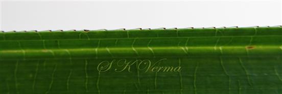  Margin of leaf segment
